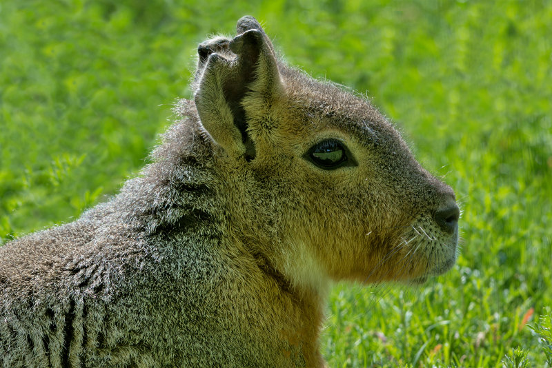 Patagonian Hare