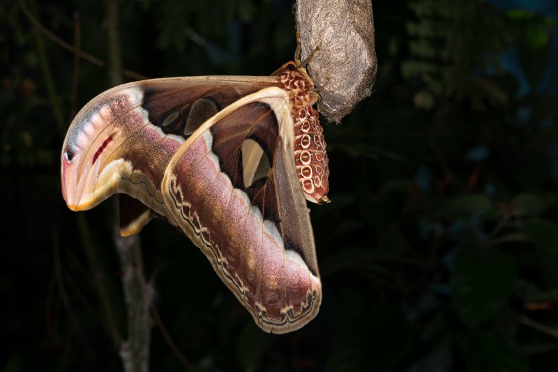 Atlas Moth - Profile