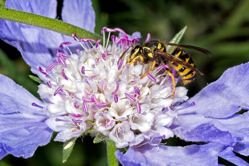 Hornet On Scabiosa