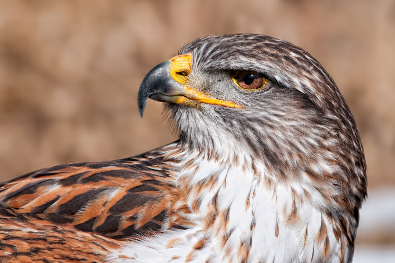 Ferruginous Hawk