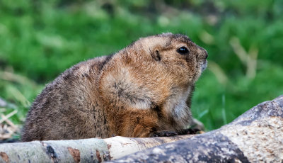 Prairie Dog