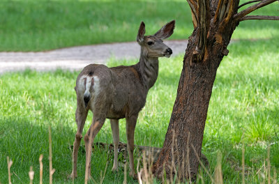 Fallow Deer