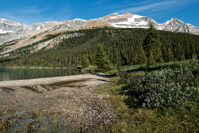 Greenery At Bow Lake