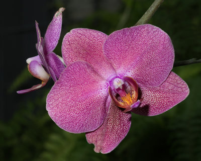 Rose Colored Orchid