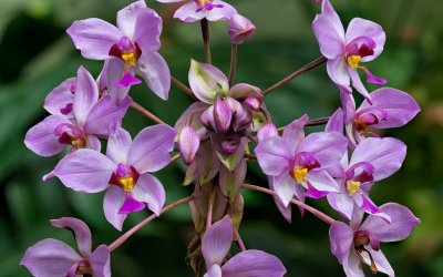 Orchids & Ants