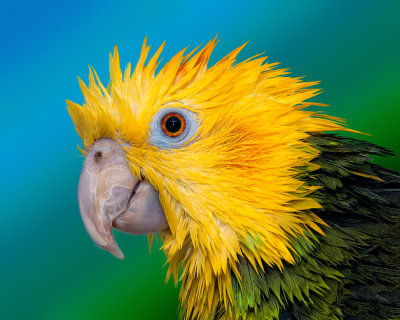 Punk Parrot