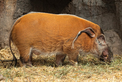 African Red River Pig