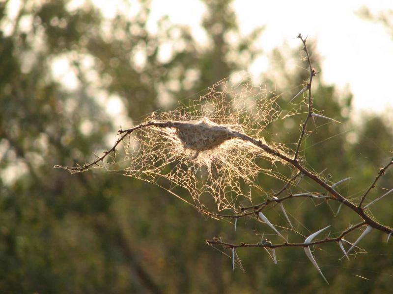 Spider web in the morning sun *