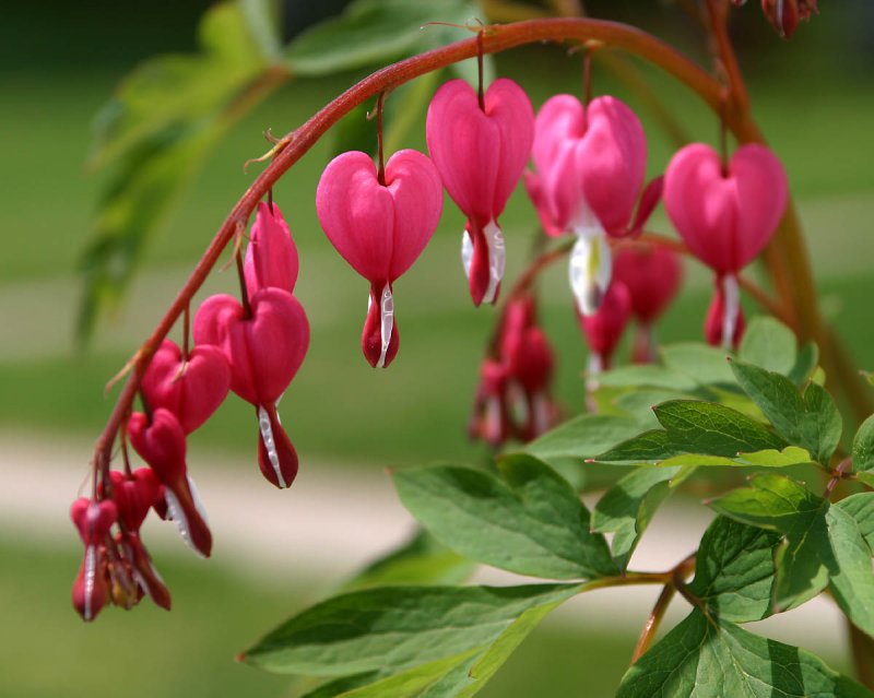 Bleeding Hearts Club  *