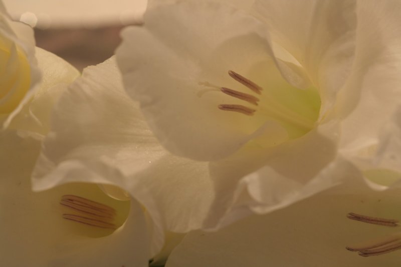 lamplit gladiola*