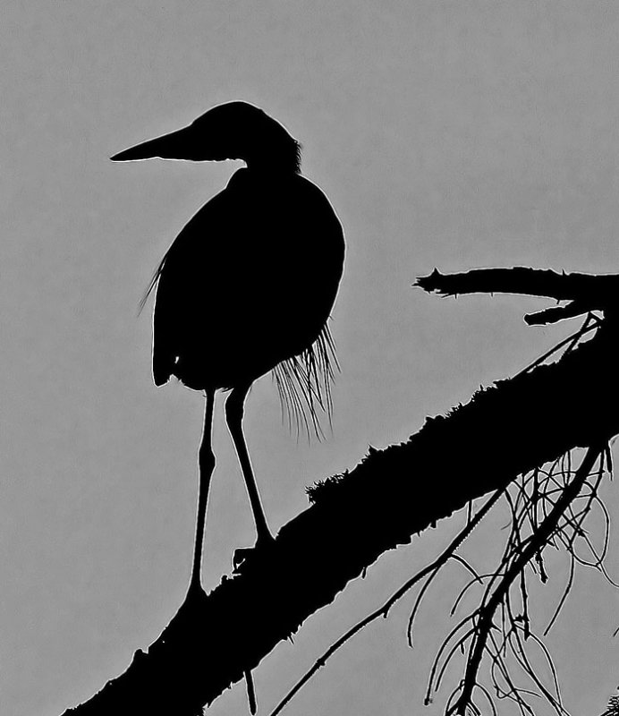 Heron