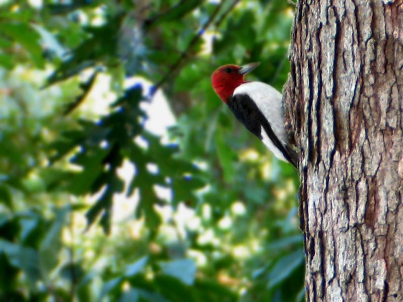Red Headed Woodpecker