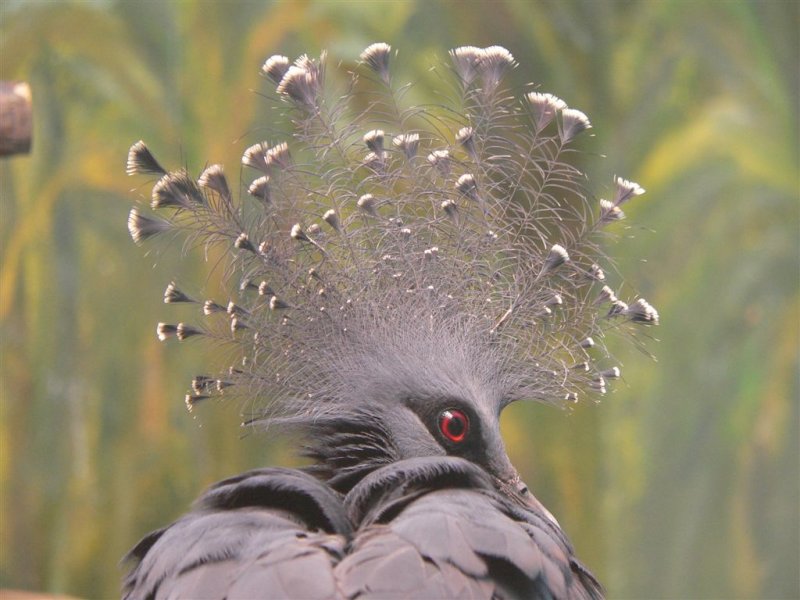 punk*