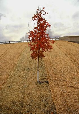 Lone Tree (*)