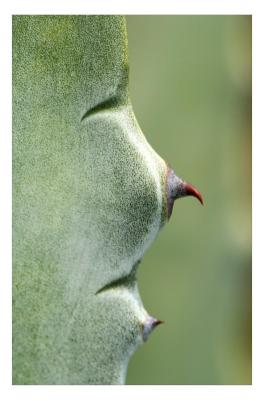 Agave Face *