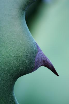 4thAgave Nude * by Adam Clutterbuck