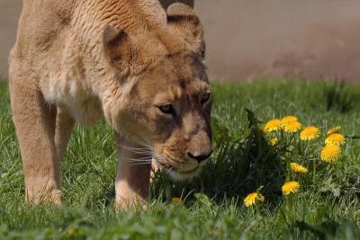 Dandelion Lion *