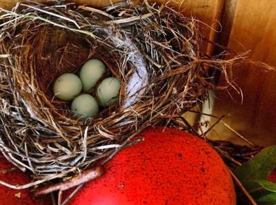 Robin's Eggs