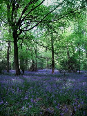 8th place Bluebell woods by Rose