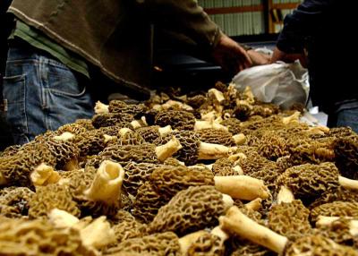 Morel Harvest *