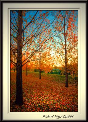 Autumn trees *