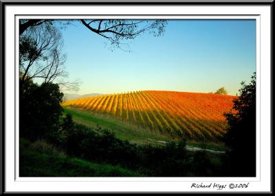 6th place Vineyard in Autumn  by Richard Higgs