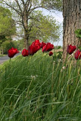 Tulips in the wind *