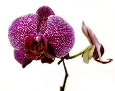 May Orchid *