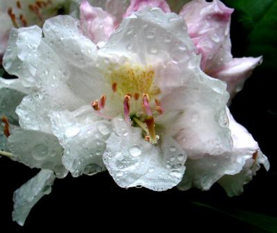 Drenched with Raindrops *