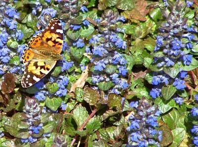 Painted Lady and Ajuga *