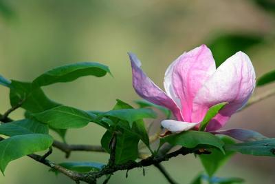 May Magnolia*