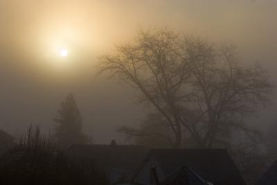 Foggy Morning *