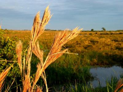 Sea Oats *