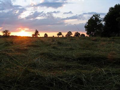 Sunset hay