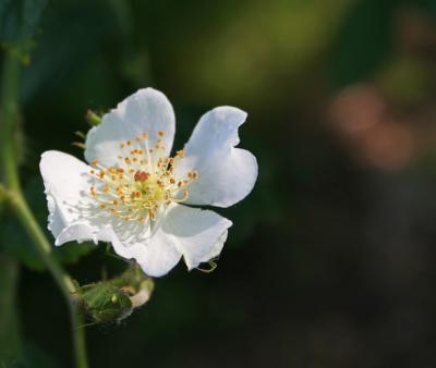 Sunlit little 'multi flora' rose