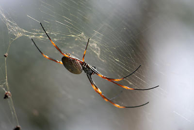 g4/58/12158/3/61201662.Spider5.jpg