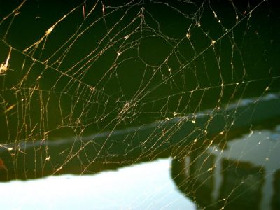 Spider Web *
