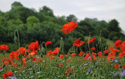 Poppies *