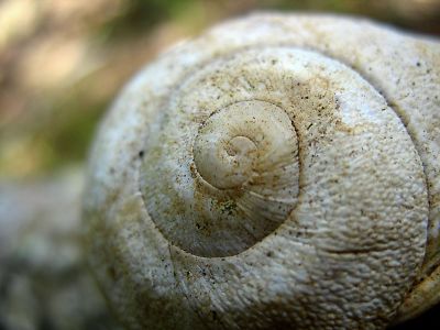 Snailshell*