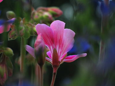 Pink Geranium *