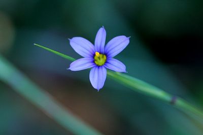 Tiny Blue Flower*