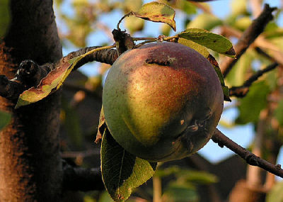 Pear by Barbara Heide