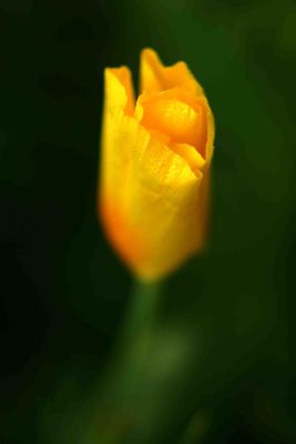 Golden Poppy*