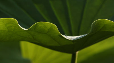 Lotus Leaf and Droplets