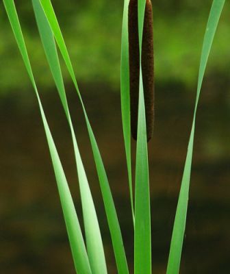 Cattail and Leaves