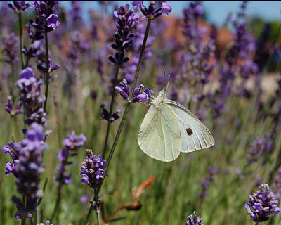 Cabbage White