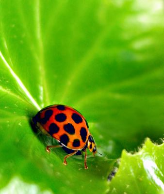 Ladybird *