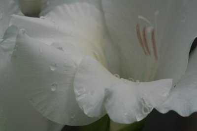 gladiola1.jpg