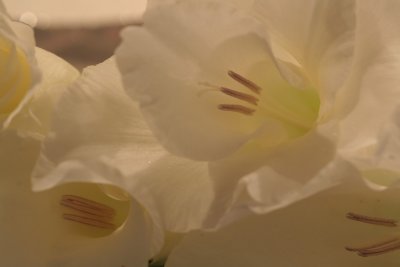 lamplit gladiola*