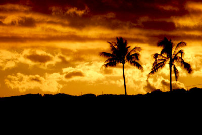 coconut silhouette - near